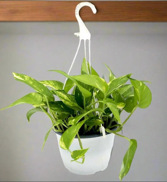 Golden Pothos (Epipremnum aureum) – Hanging Pot