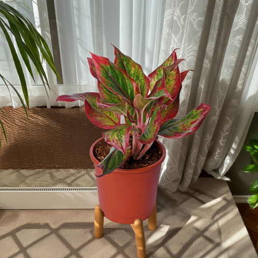 Aglaonema Red