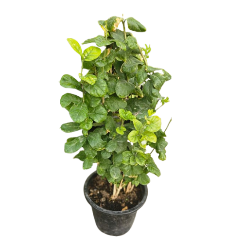 Jasmine Plant (Jasminum sambac)