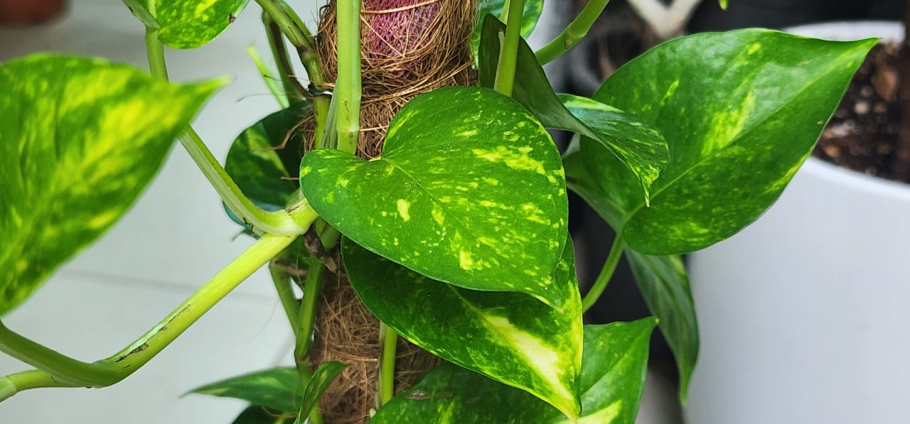 Golden Pothos (Epipremnum aureum) with Moss Stick