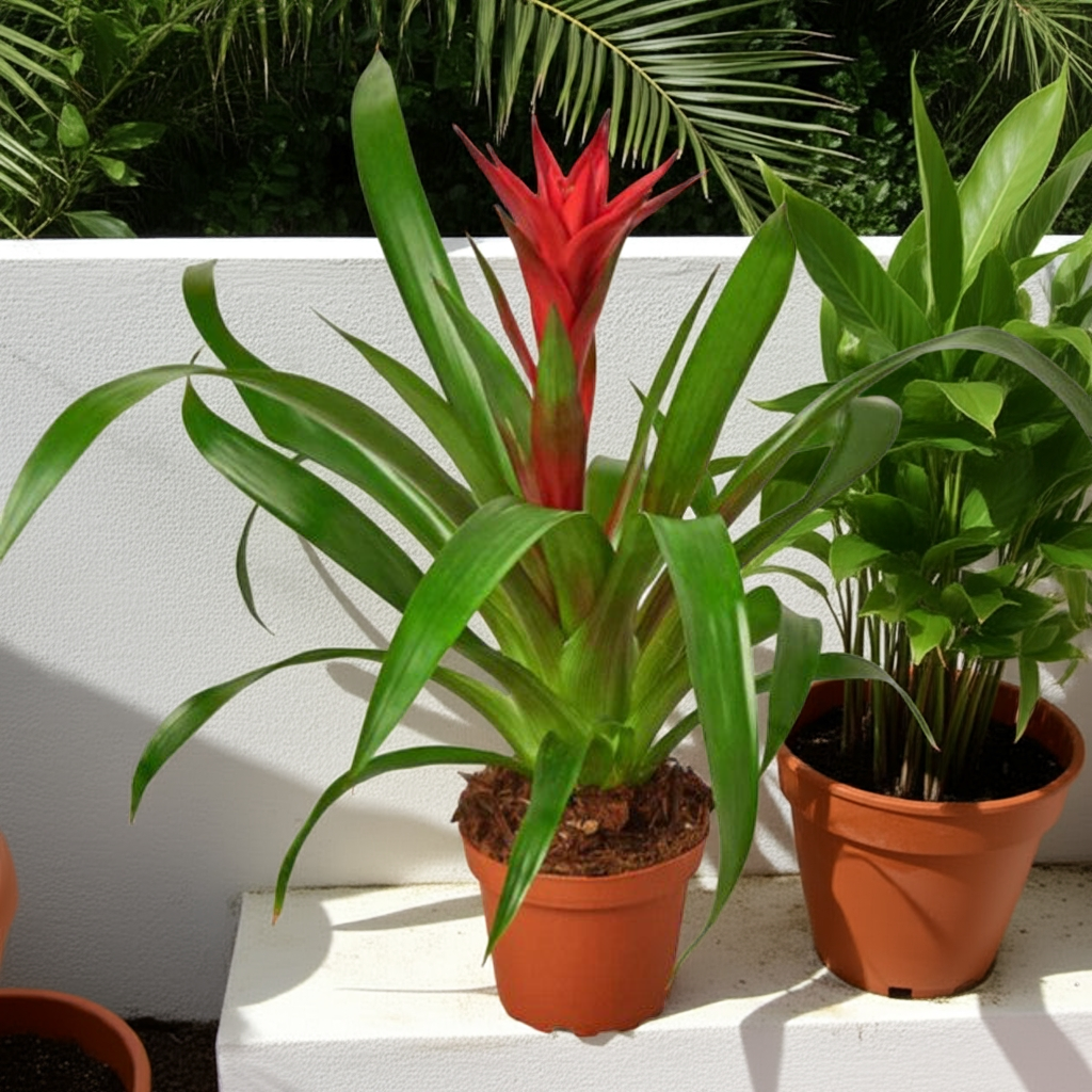 Bromeliad Houseplant (Bromeliaceae Family)