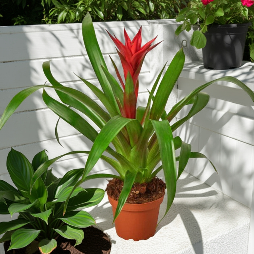 Bromeliad Houseplant (Bromeliaceae Family)