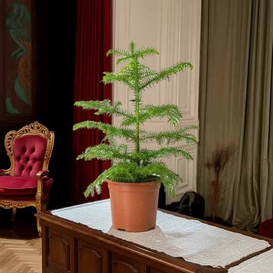 Araucaria (Norfolk Island Pine)