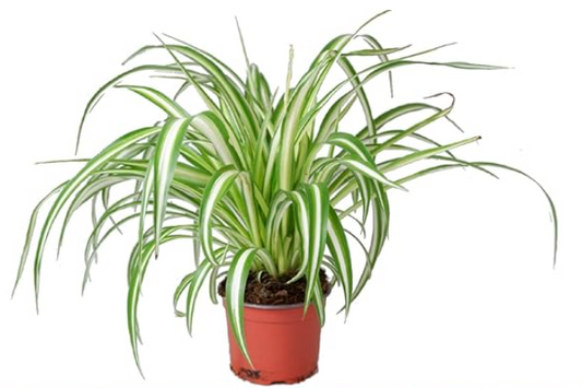 Spider Plant/Chlorophytum Comosum