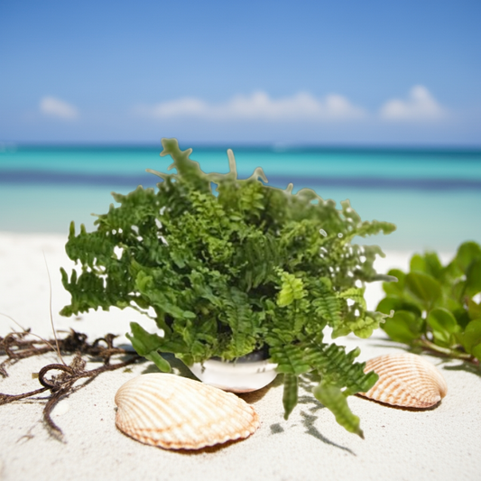 Boston Fern (Nephrolepis exaltata)