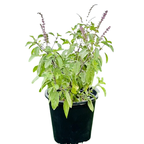 Tulsi Plant (Holy Basil)