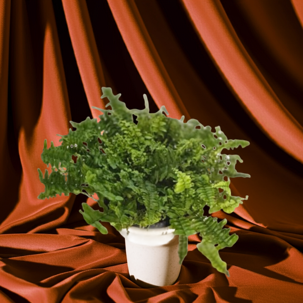 Boston Fern (Nephrolepis exaltata)