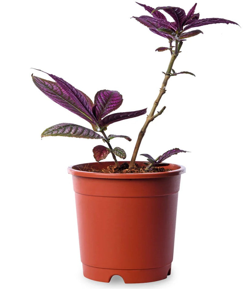 Strobilanthus