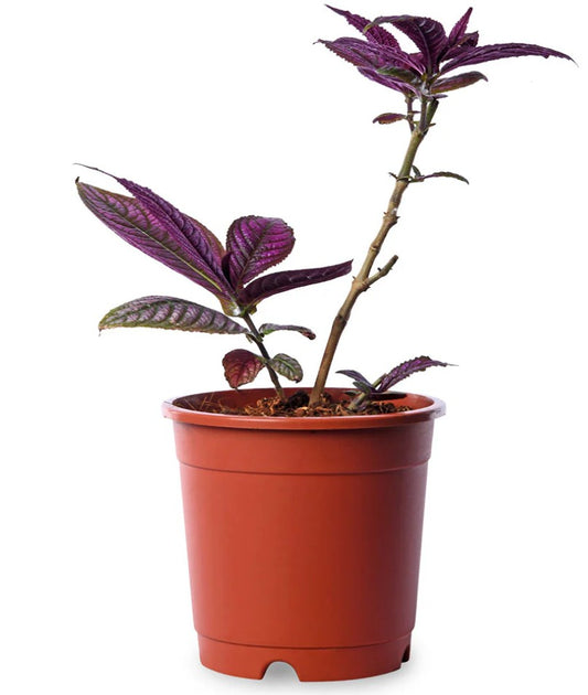 Strobilanthus
