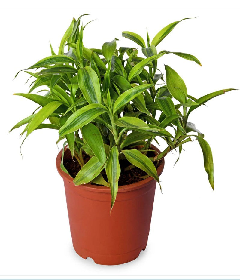 Draceana