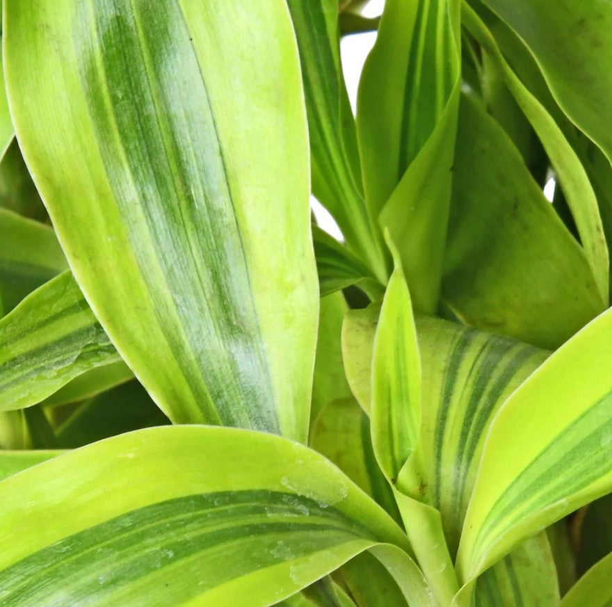 Draceana