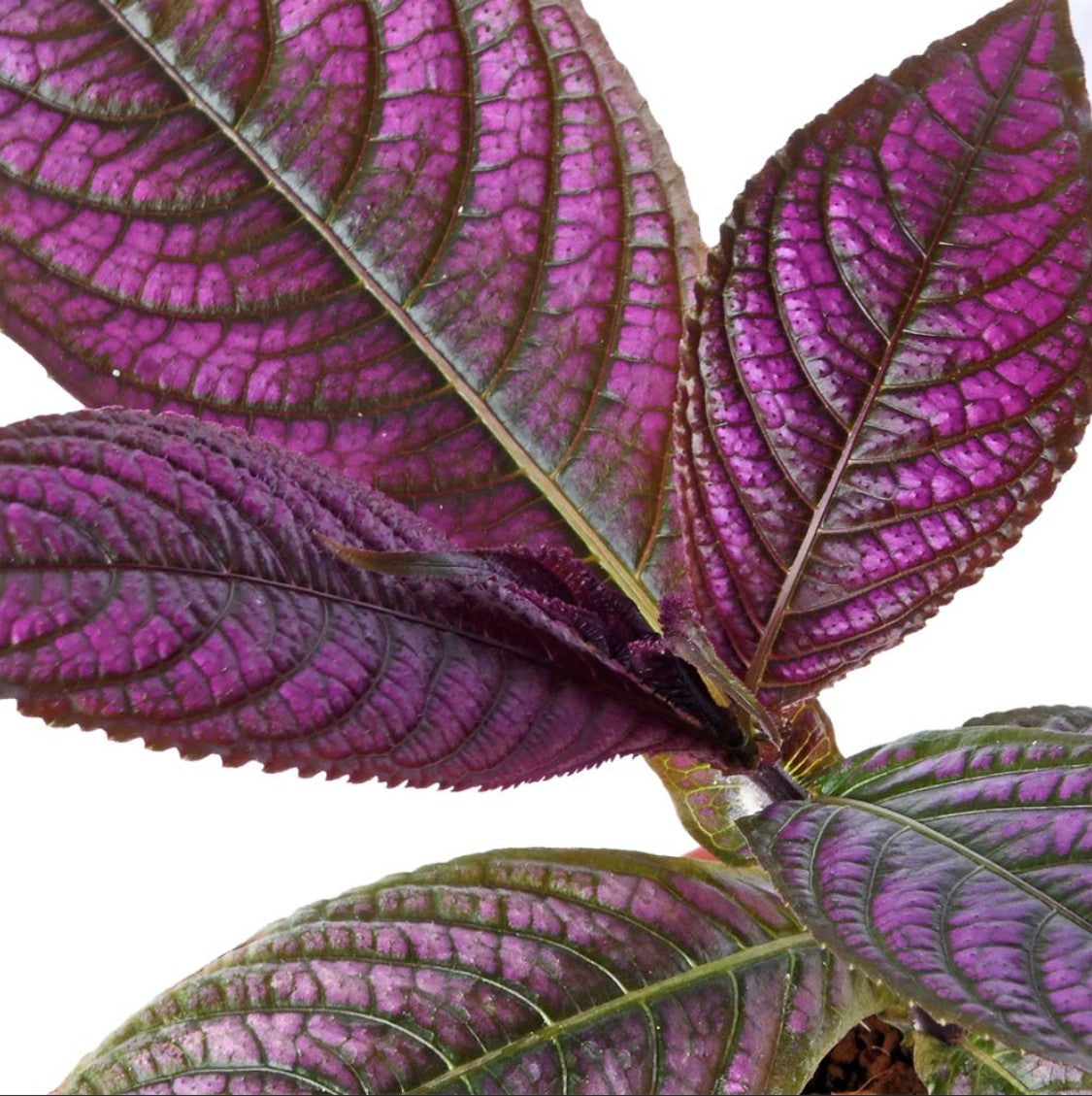 Strobilanthus