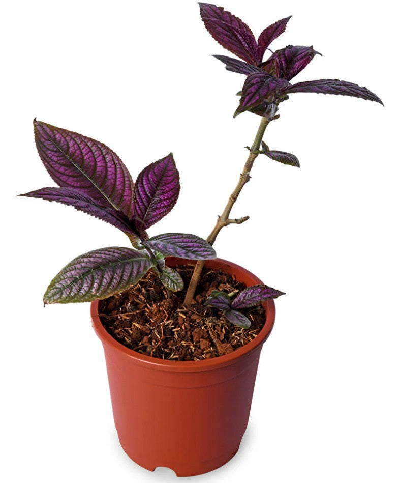 Strobilanthus