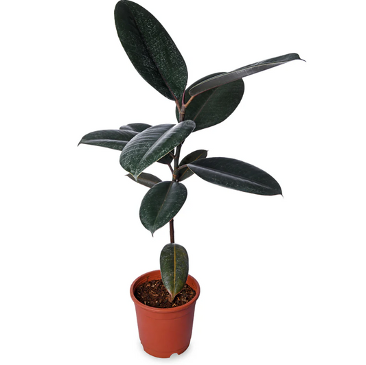 Rubber Plant (Ficus elastica)