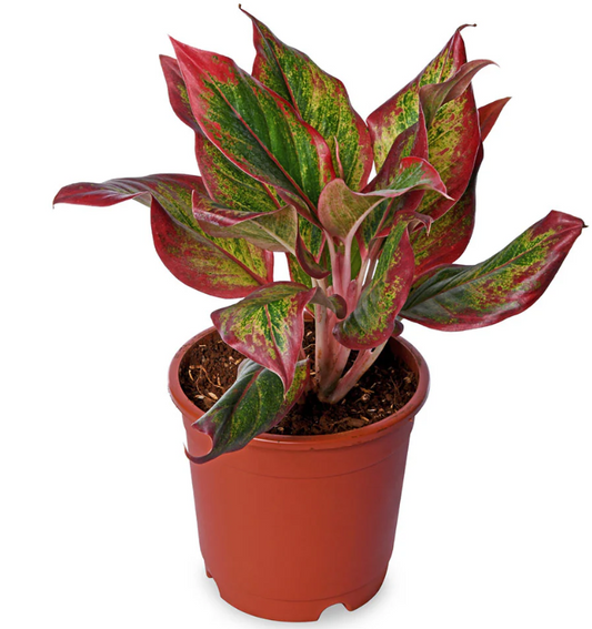 Aglaonema Red