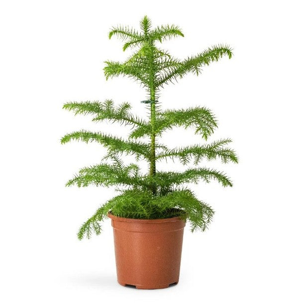 Araucaria (Norfolk Island Pine)