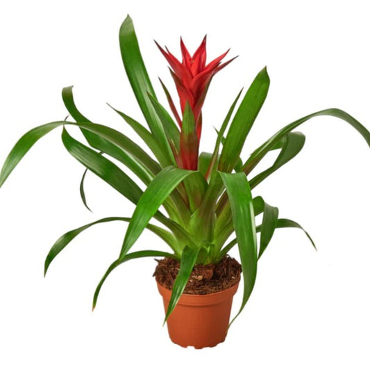Bromeliad Houseplant (Bromeliaceae Family)