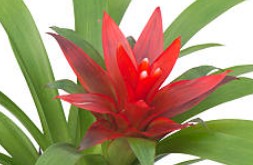 Bromeliad Houseplant (Bromeliaceae Family)