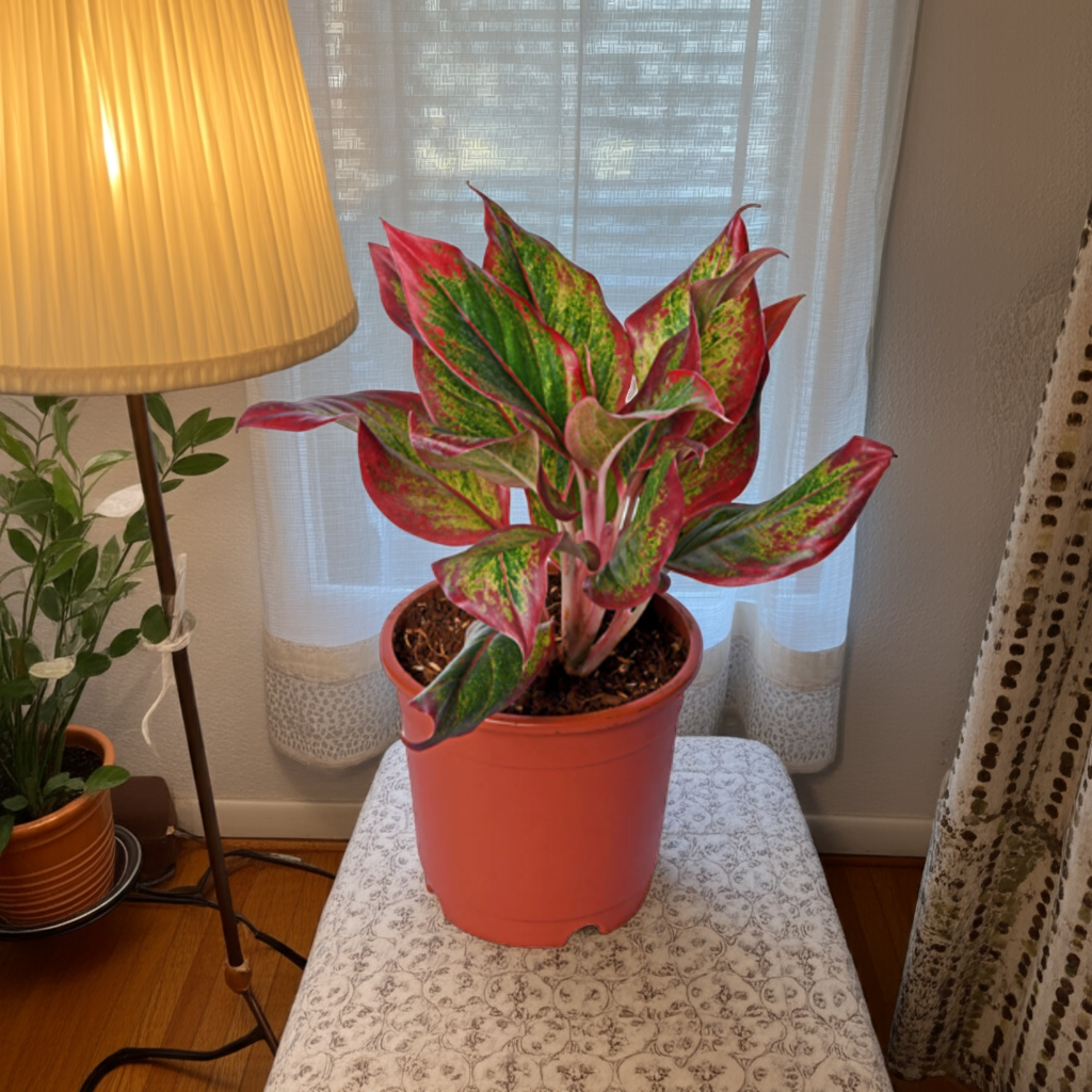 Aglaonema Red
