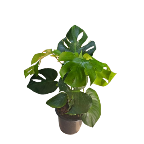 Monstera Deliciosa (Swiss Cheese Plant)