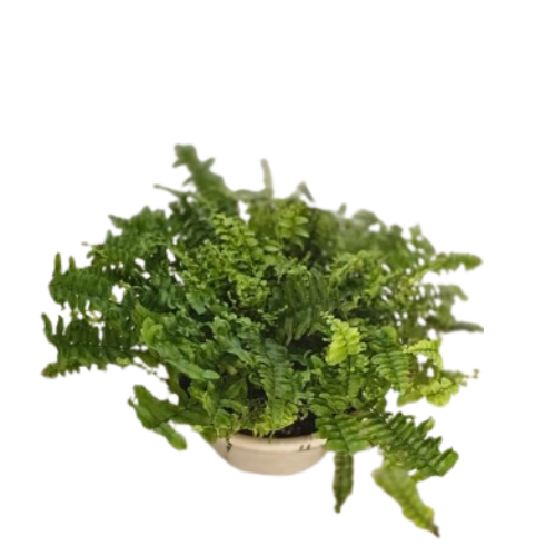 Boston Fern (Nephrolepis exaltata)