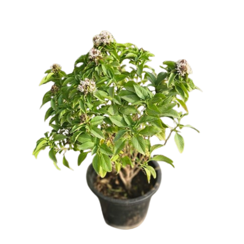 Viburnum odoratissimum (Rehan)