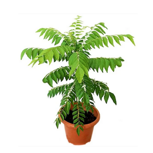 Curry Leaf Plant (Murraya koenigii)