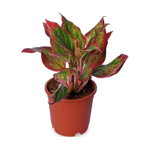 Aglaonema Red