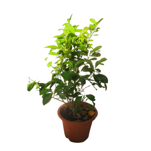 Calamondin Orange (Citrus macrocarpa)