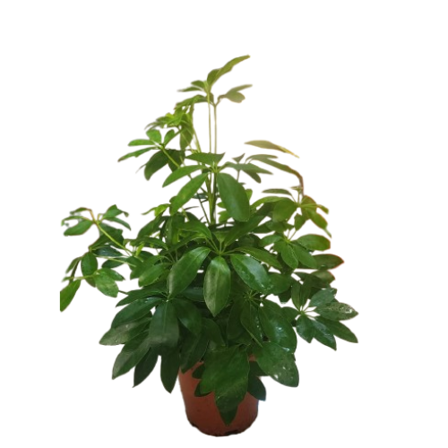 Umbrella Plant (Schefflera arboricola)