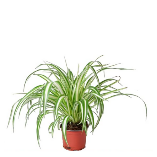 Spider Plant/Chlorophytum Comosum