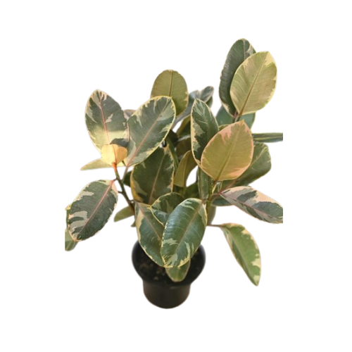 Ficus elastica 'Tineke' (Variegated Rubber Plant)