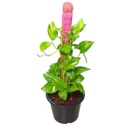 Golden Pothos (Epipremnum aureum) with Moss Stick