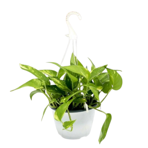 Golden Pothos (Epipremnum aureum) – Hanging Pot