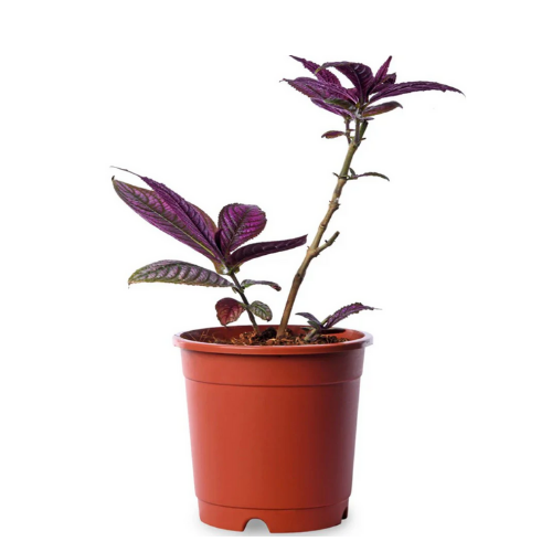 Strobilanthus