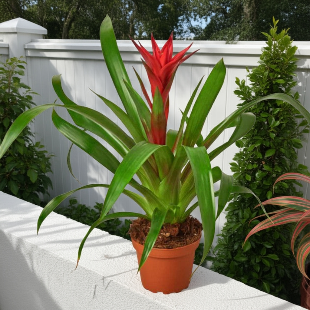 Bromeliad Houseplant (Bromeliaceae Family)