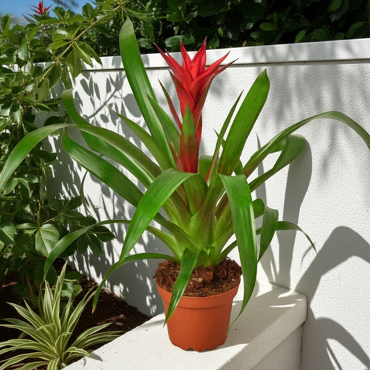 Bromeliad Houseplant (Bromeliaceae Family)