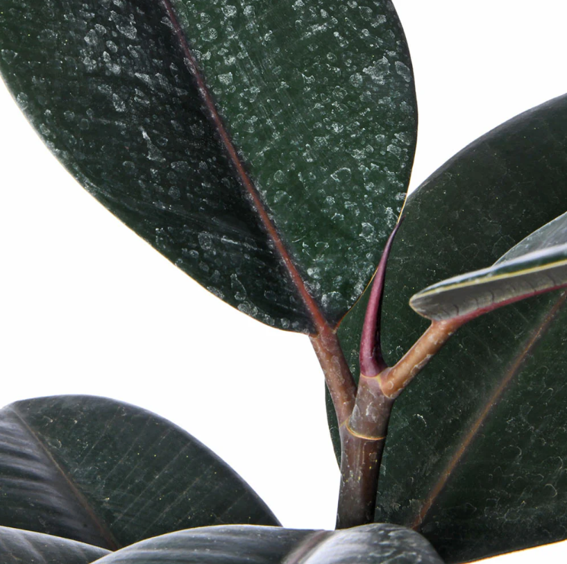 Rubber Plant (Ficus elastica)