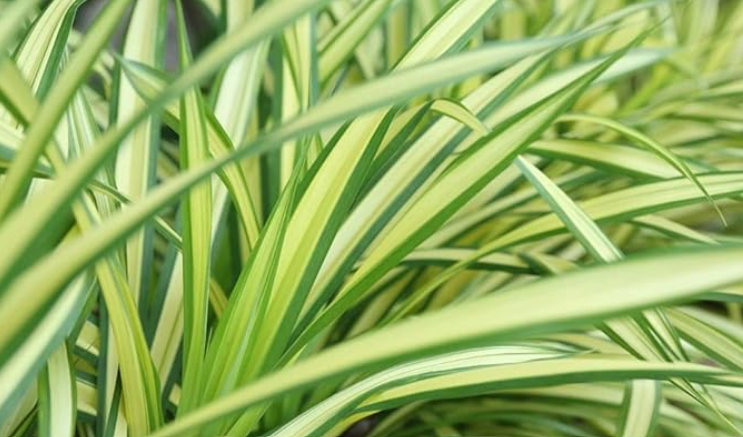 Spider Plant/Chlorophytum Comosum