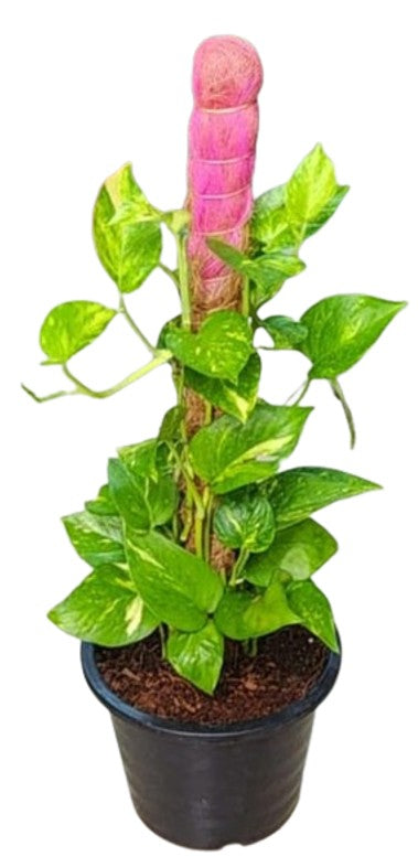 Golden Pothos (Epipremnum aureum) with Moss Stick