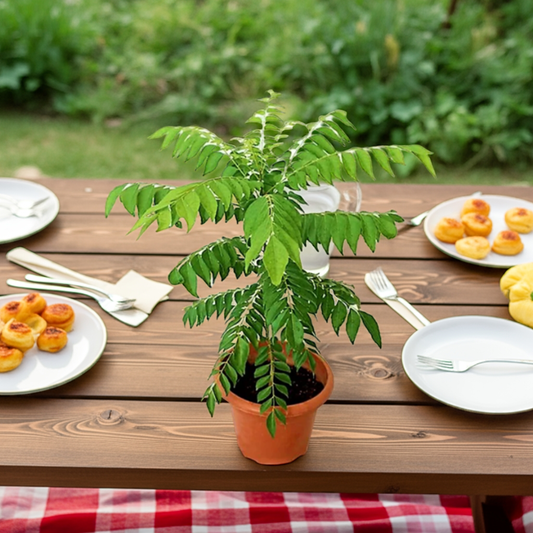Curry Leaf Plant (Murraya koenigii)